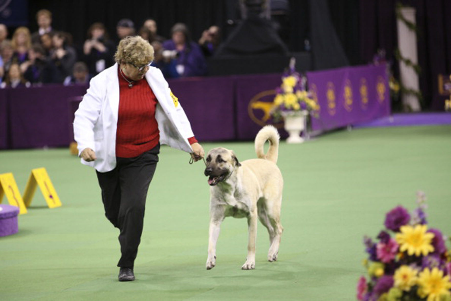 Anatolian shepherd dog